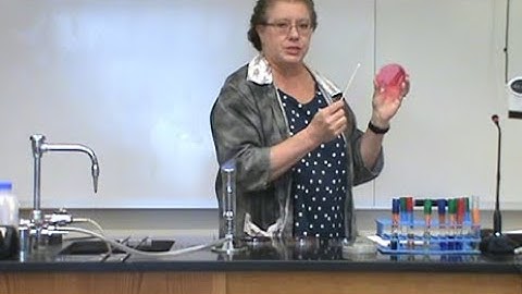 Identification of an Unknown Bacteria