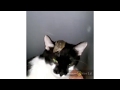 Tom and Jerry Real Life - Funny Cats with Mice