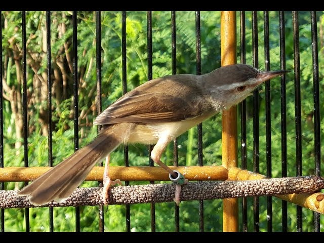 Burung CIBLEK SAWAH Gacor Ngamuk Suara Kasar Mantap Buat Masteran DURASI 1 JAM class=