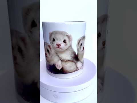 ვიდეო: უცხო ობიექტები კუჭში Ferrets