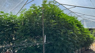 Big outdoor grow 