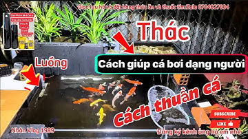 Đây Là Cách Giúp Cá Koi + Phi Tần Dạng Người Mút Tay - Đơn Giản Hiệu Quả.Hồ Của Em Tuấn Đã Làm Được.