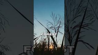 The Forest That Changed His Life Forever 🌿