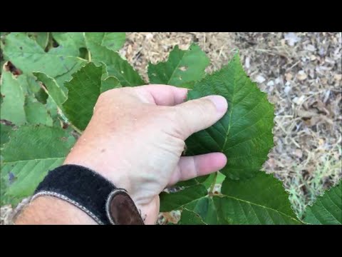 Video: Blackberry Irrigation Guide: How Much Water Do Blackberries Need