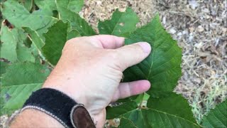 How To Tell When Blackberries NEED Water