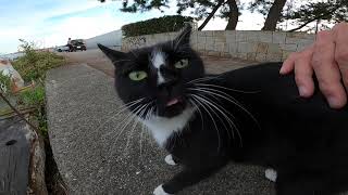黒白猫をナデナデしてたら他の猫も興味深そうに近づいてきた
