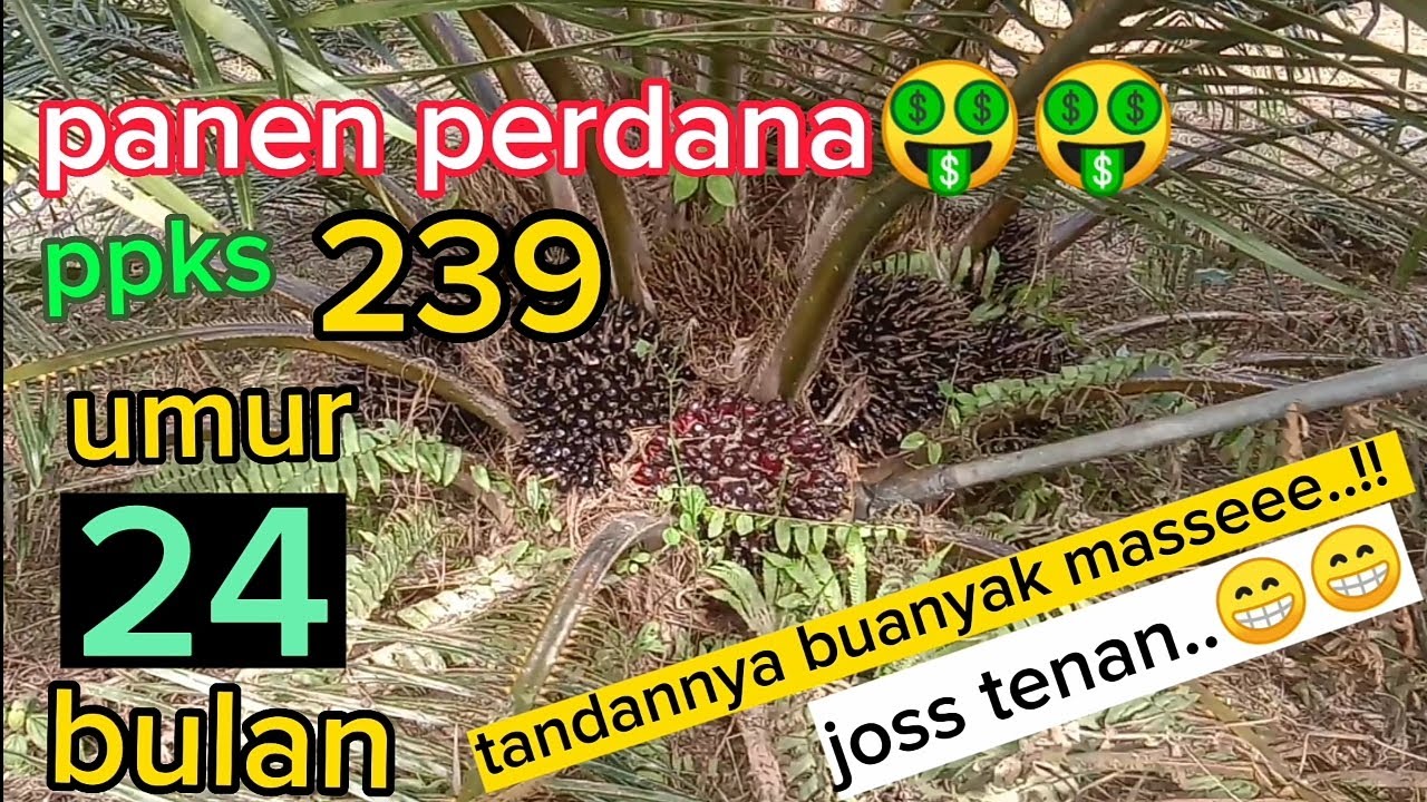 panen perdana ppks 239,umur 24 bulan