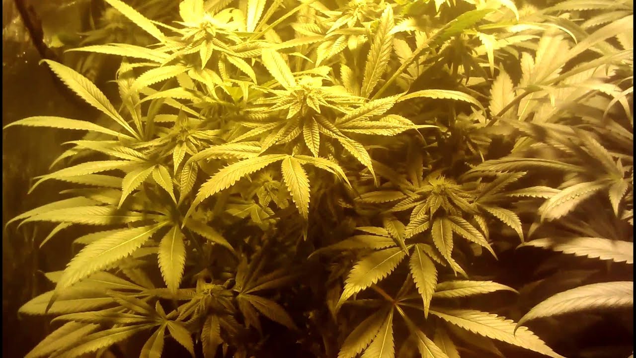 Stash Jar - Cherry Puff n' Phantom Cookies