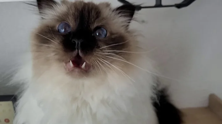 Video 11831601: cat cuddling, birman cat