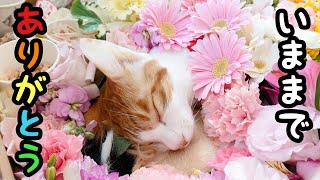 【ご報告】保護猫メイプルが虹の橋を渡りました　血の繋がらない母猫が最後の毛繕いに涙…