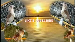 Suara Jernih Guru vocal FLAMBOYAN GACOR Isian Mewah Terbaik Buat MASTERAN Dan PANCINGAN Terbaru 2022