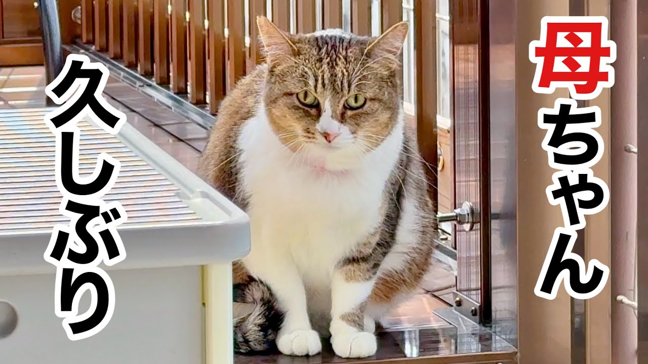 愛猫が消えた…5日間の行方不明、まさかの場所で発見‼︎