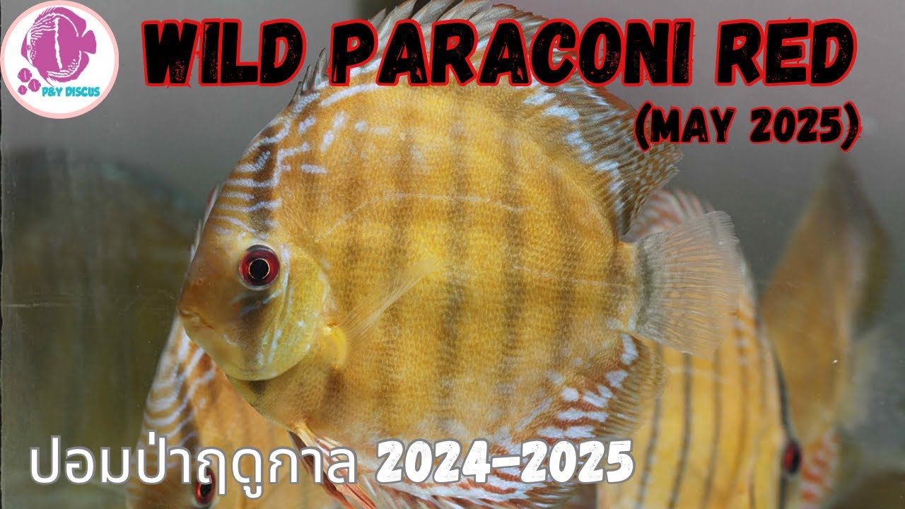 Wild Paraconi Red (ปลาปอมปาดัวร์ป่า) นำเข้าจากบราซิล 