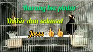 BURUNG BEO PINTAR BICARA.. DZIKIR DAN SOLAWAT PUN BISA..👍