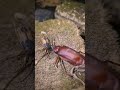 #tropicalinsectsLV5  Fire-breathing Bombardier beetle takes down longhorn beetle
