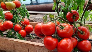 Проверенный сорт томатов - Кипарис