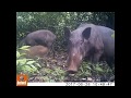 Cambodia wildlife  camera trap survey