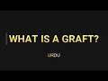 What is a graft? (Urdu) by Dr Hussain from My Hair Clinic.