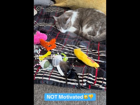 Baby Cat NOT Motivated