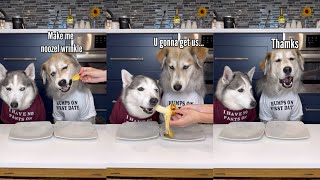 Dogs Try Different Fruits