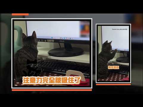 主人用滑鼠游標逗貓 貓貓居然忍不住伸手XD