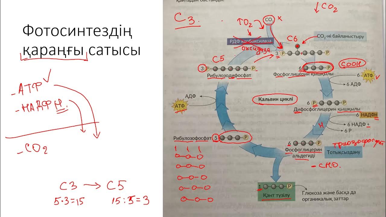 BBW лесбияндық секс