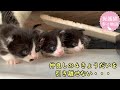 保護した子猫の里親探しは難航 そして夫婦の決断は　海辺で生まれたハチワレ②≪里親探し編≫　ナレーション付【保護猫幸せ物語】#28 Foster cat`s happy story