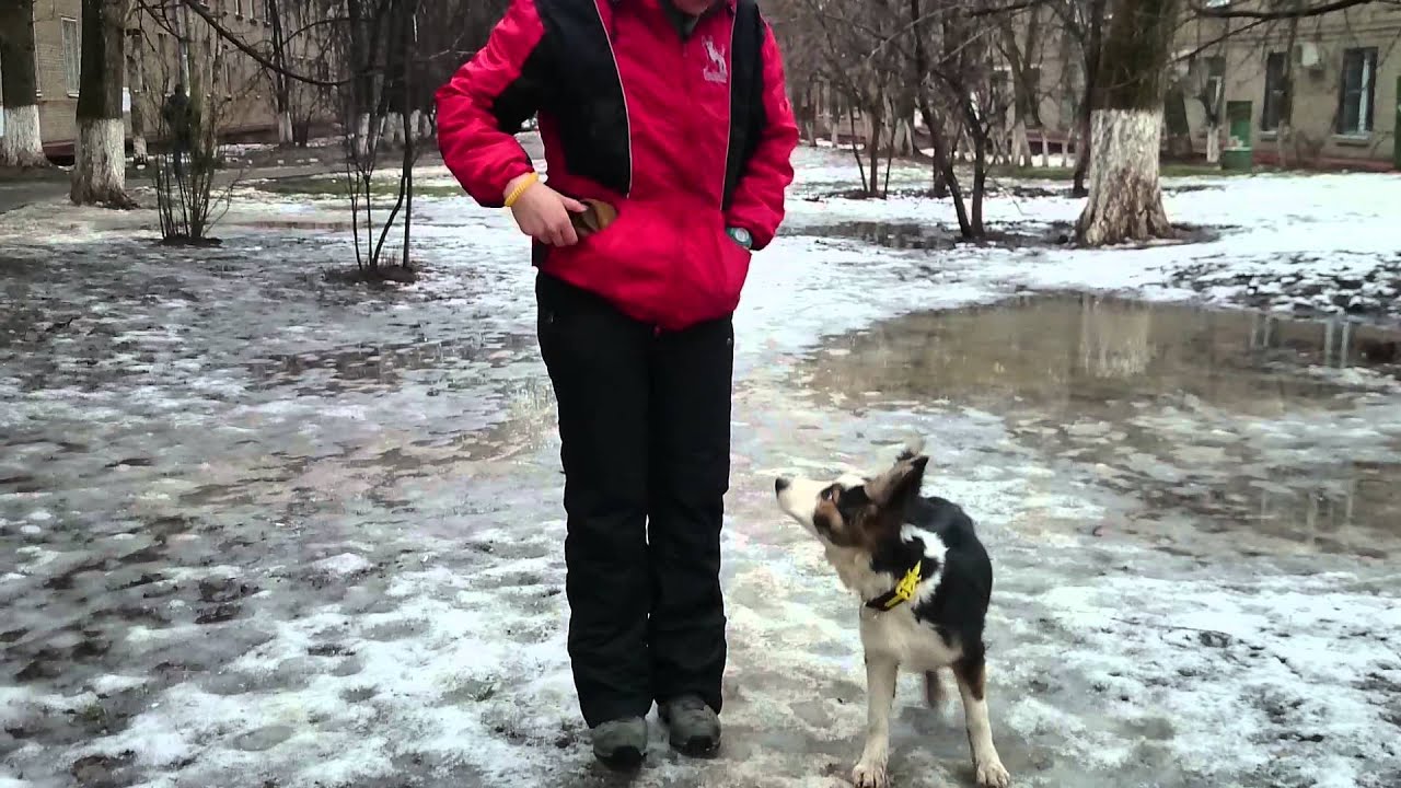 heelwork distractions