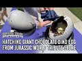 Hatching Giant Chocolate Dino Egg from Jurassic World Tribute Store