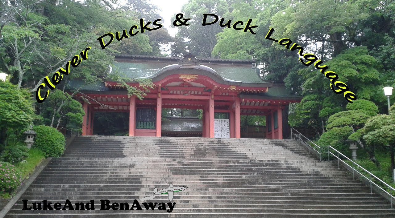 Clever Ducks & Duck Language