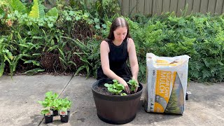 How To Grow Strawberries In Pots For Beginners