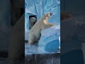 Amazing facts about polar bear | bhalu ke bare me jankari| भालू के बारे में कुछ रोचक और मज़ेदार तथ्य