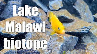 Build a Malawi biotope for my cichlids