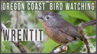 Wrentit Calling & Singing • Bird Watching on the Oregon Coast