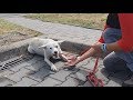 Homeless Dog Keeps Following People On The Street For A Heartbreaking Reason