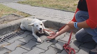 Homeless Dog Keeps Following People On The Street For A Heartbreaking Reason - Part1