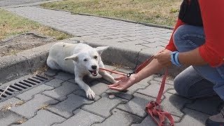 Homeless Dog Keeps Following People On The Street For A Heartbreaking Reason