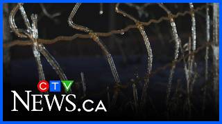Impacts of freezing rain in Waterloo Region