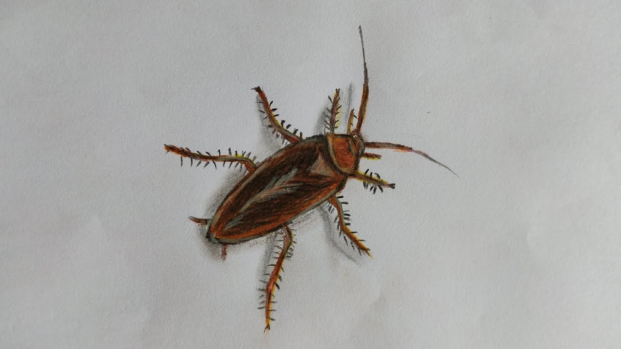 Cockroach 3D drawing🔥📝#cockroach #art #trending #3ddrawing ...