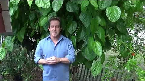 Mulberry tree at Mark and Cindy's food forest in L...