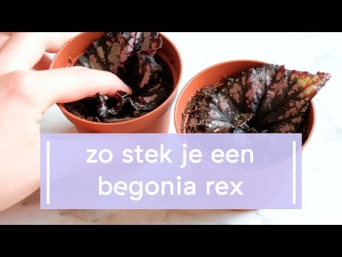 Video: Begonia-bladvermeerdering: Stapsgewijze Instructies Voor Het Thuis Vermeerderen En Bewortelen Van Begonia's. Hoe Begonia Van Een Blad Te Laten Groeien?