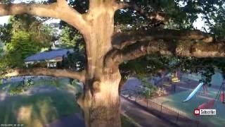 Squirrel up a Tree eating a ice cream cone