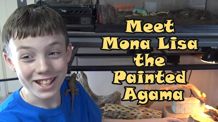 Meet Mona Lisa the Painted Agama with Painted Agama Set Up