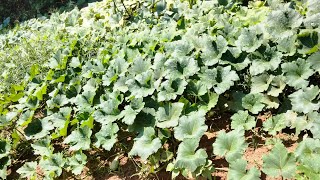 empezó la cosecha de pipianes y ayotes súper deliciosos