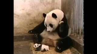 Annesini Korkutan Panda yavrusu :D
