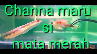 Channa Maru Siamata Merah..