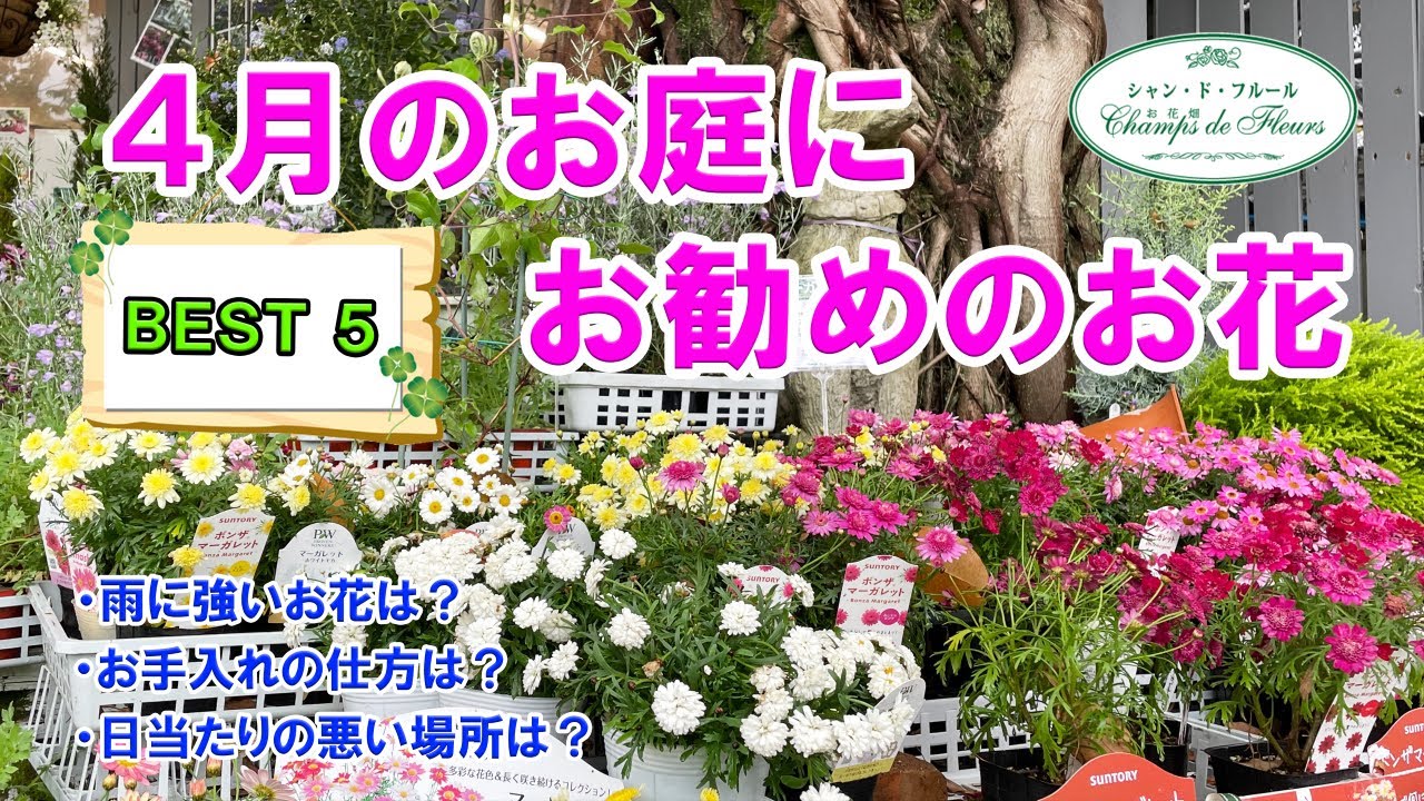 月が注ぐ花様 おまとめ用4 BEST5シリーズ】4月のお庭を彩るお花のご紹介♪【雨に強いお花・日陰に