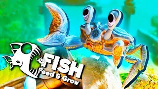 The Fish Trap With the The Colossal Crab Trap! - Feed and Grow Fish Gameplay