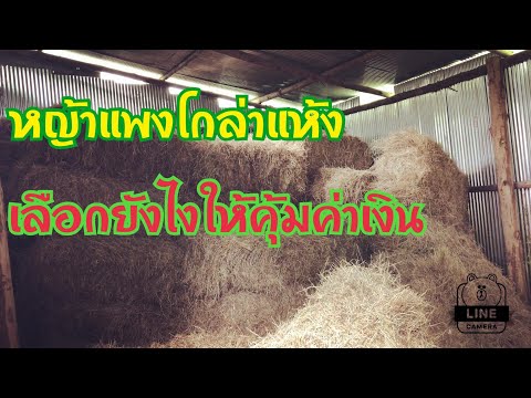 วีดีโอ: วิธีการเลือกซื้อหญ้าแห้ง