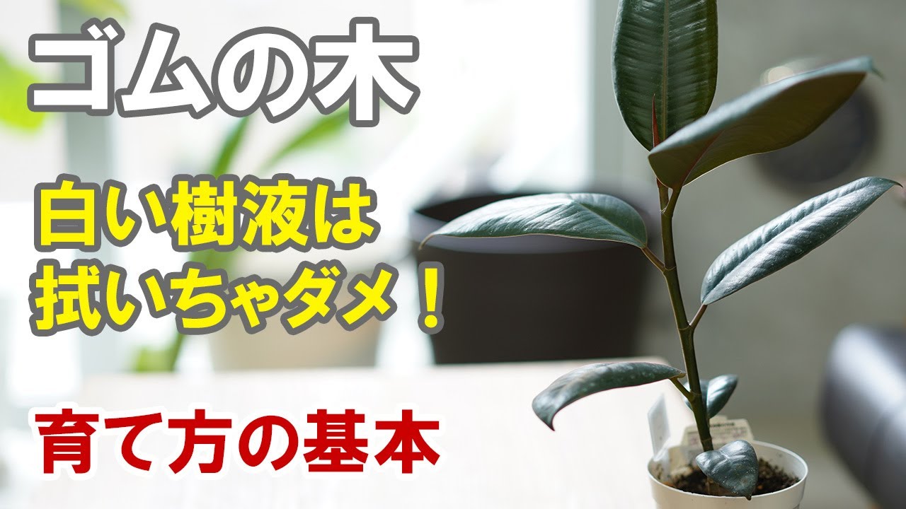 ゴムの木の育て方 植え替え 枝分かれさせたい時の剪定方法 Youtube